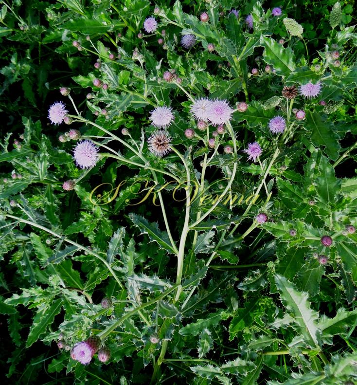  Plants